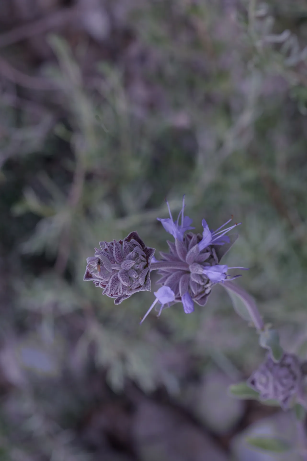 Leonie Cornelius, Wild Eden, Bloom Gardens