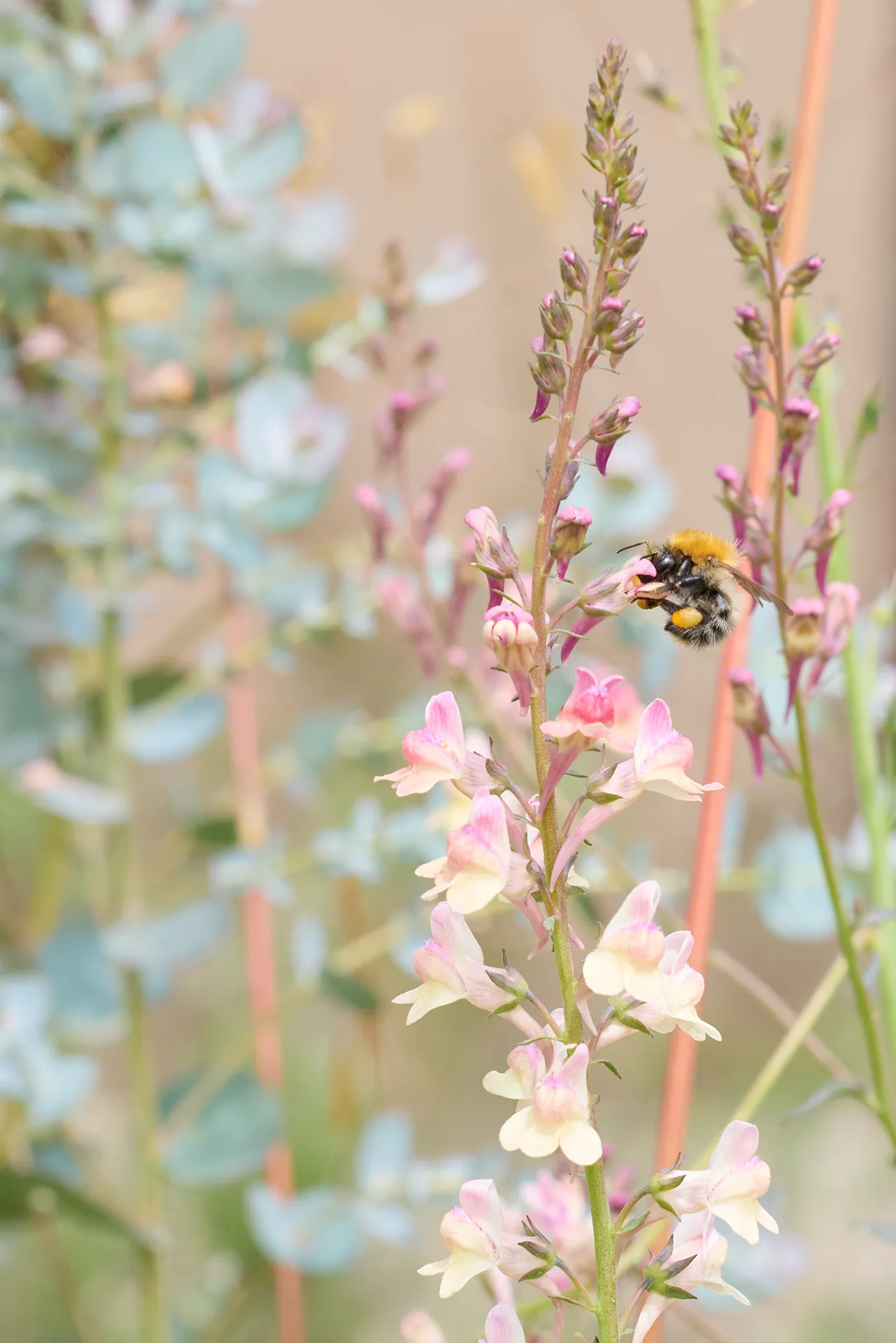 Leonie Cornelius, Wild Eden, Bloom Gardens